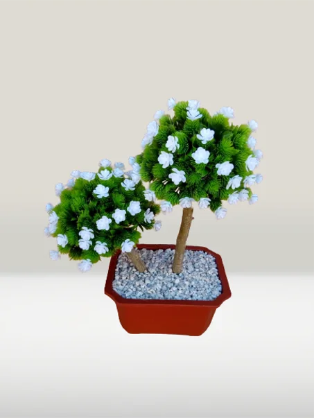 شجيرتان صغيرتان بوريدات بيضاء