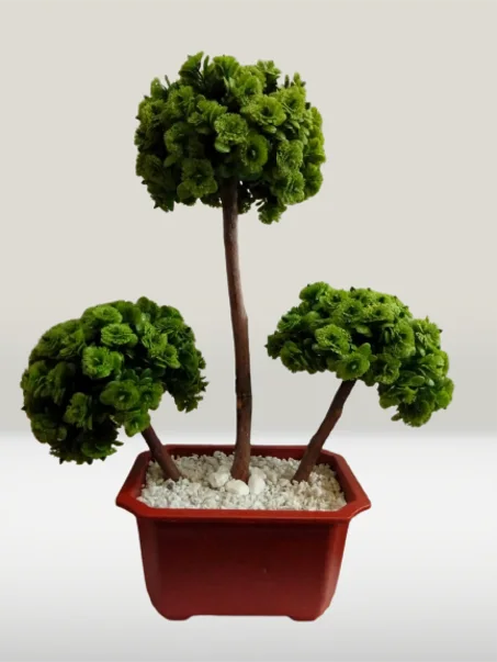 ثلاث شجرات خضر