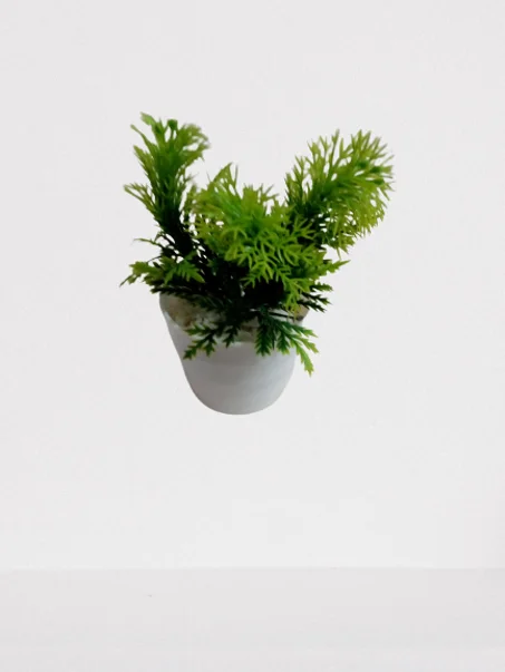 أصيص صغير بخضرة