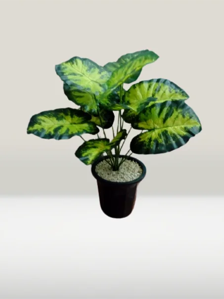 شجرة صغيرة بوريقات