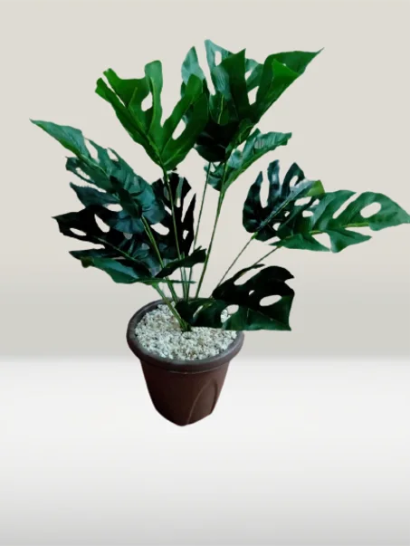 شجرة صغيرة بوريقات