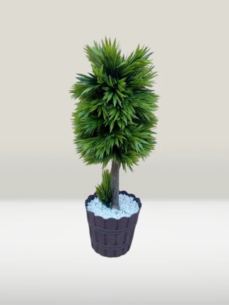 شجرة صغيرة خضراء