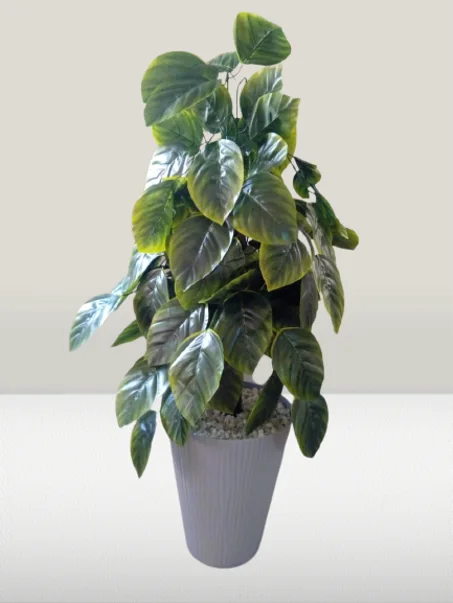 شجرة كبيرة خضراء