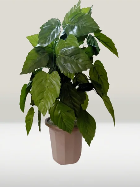 شجرة صغيرة بوريقات