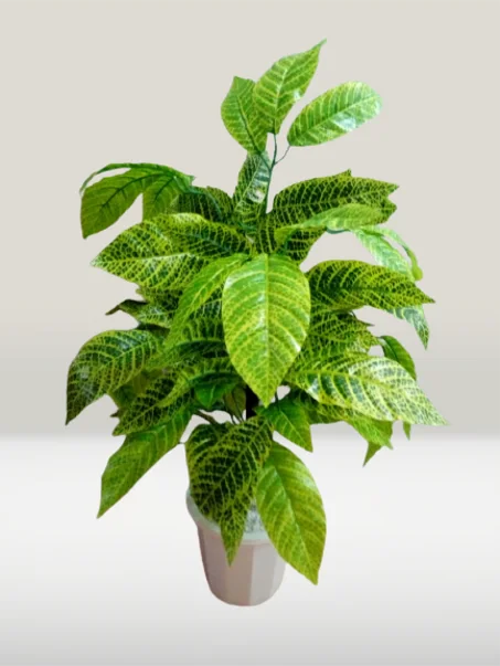 شجرة صغيرة بوريقات