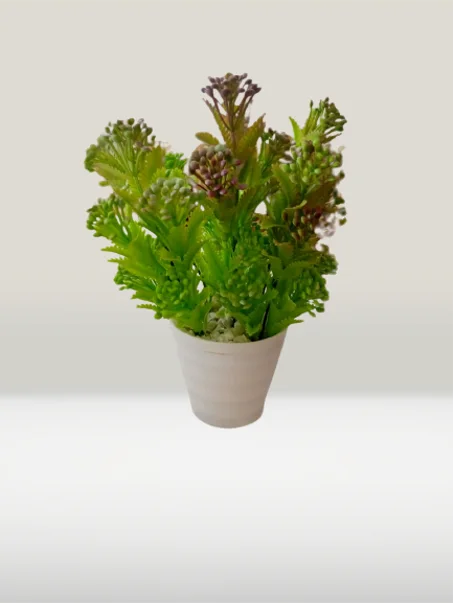 أصيص متوسط بخضرة