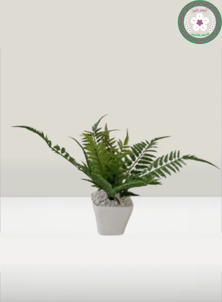 شجرة سرخس صغيرة