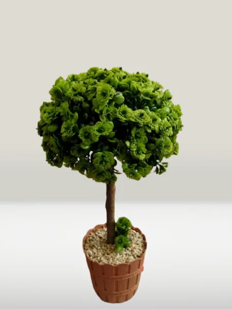 شجرة صغيرة خضراء