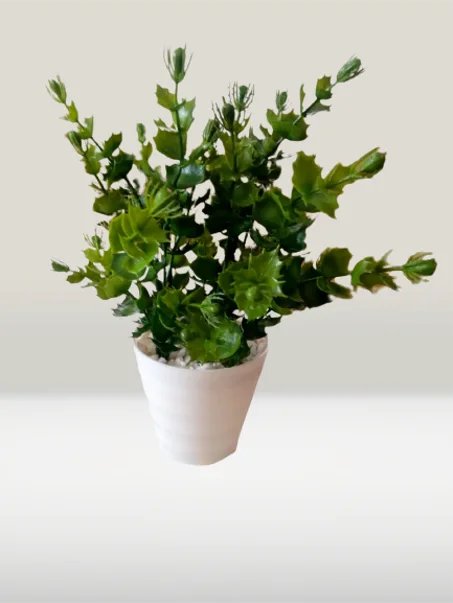 أصيص متوسط بخضرة