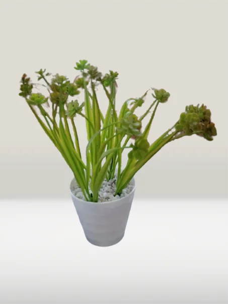 أصيص متوسط بخضرة