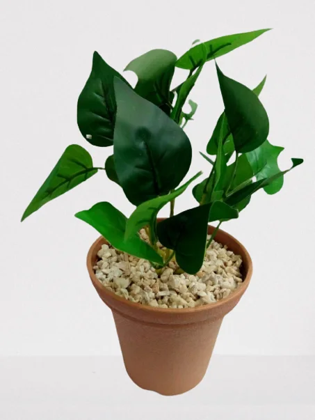 أصيص كبير بأوراق خضراء