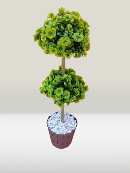 شجرة صغيرة خضراء من طابقين