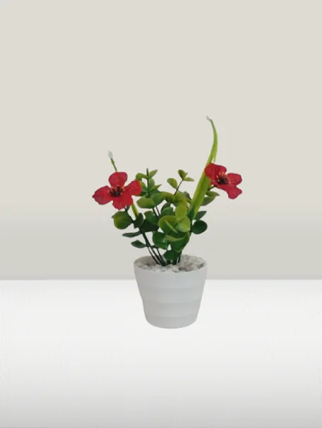 أصيص صغير بوريدات