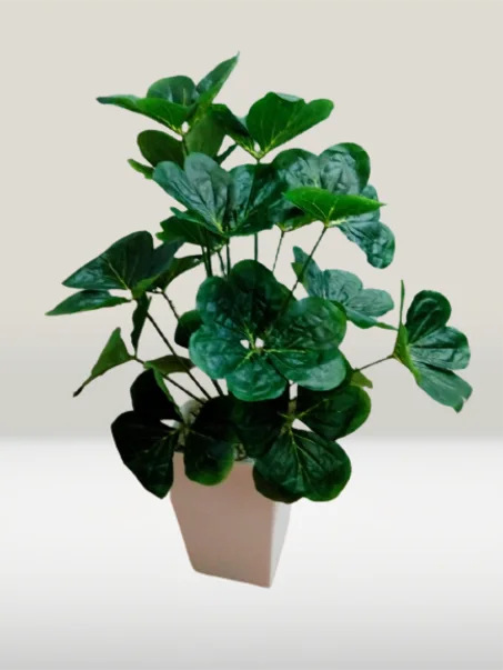 أشجار متوسطة بأوراق خضراء