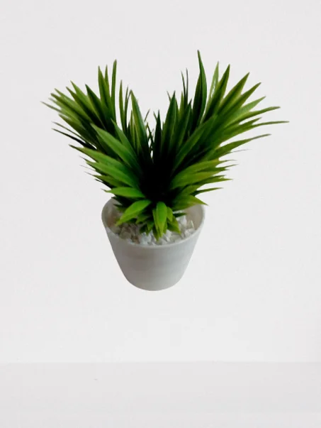 أصيص صغير بخضرة