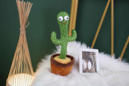 الصبارة الراقصة