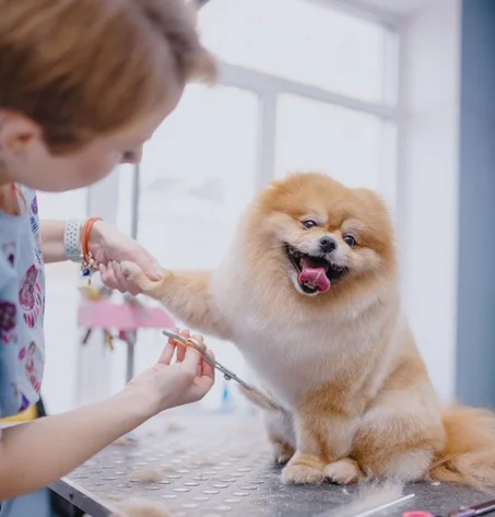 Pet Grooming & Care
