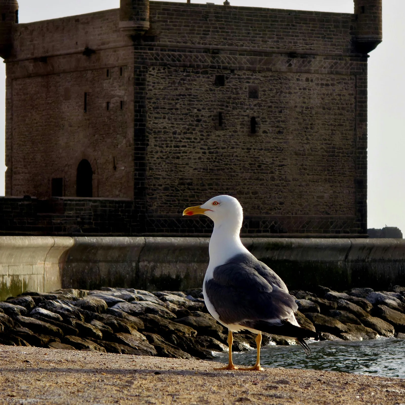 Marrakech to Essaouira Day Trip: Full-Day Coastal Excursion