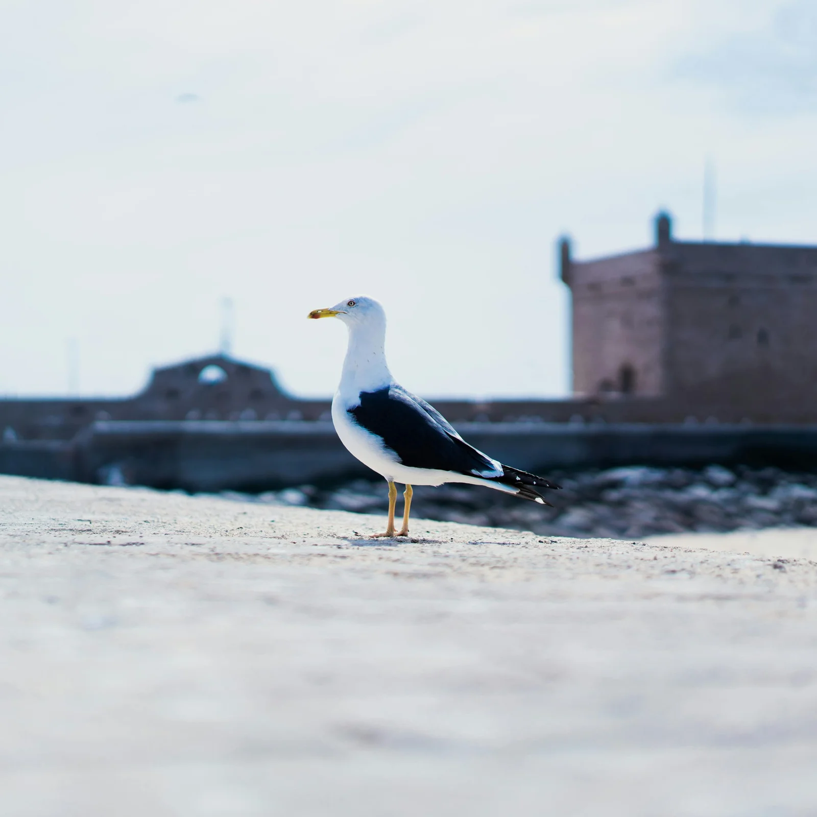 Private Full Day Tour Essaouira from Marrakech