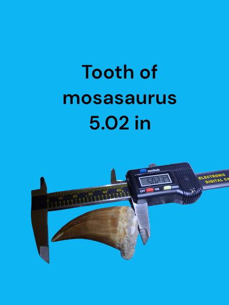 Tooth of mosasaurus