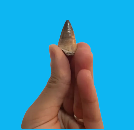 Mosasaur tooth Prognathodon anceps 2.8 cm x 1.6 cm x 1.1 cm