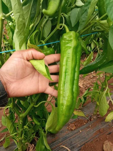 بذور فلفل قرن الثور - 1000 بذرة، الفلفل العملاق الذي سيضاعف أرباحك