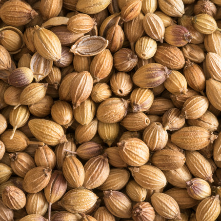 القزبر حبوب  -  Graine de Coriandre