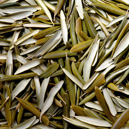 أوراق الزيتون   -   Feuille d olivier