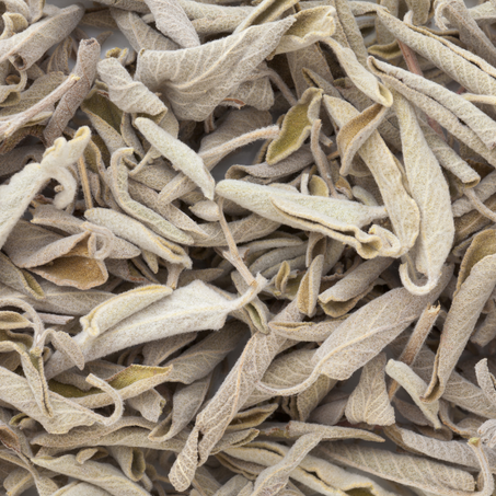 السالمية  -  Sauge