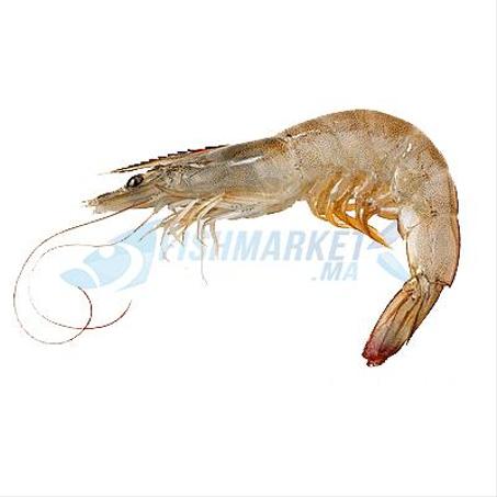 CREVETTE GRISE / LOT 2KG / 80DH*2