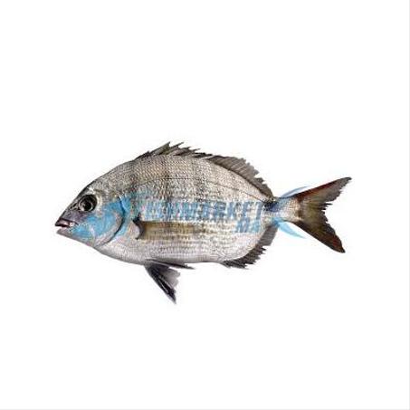 1 KG CHERGHO "SAR GROS"