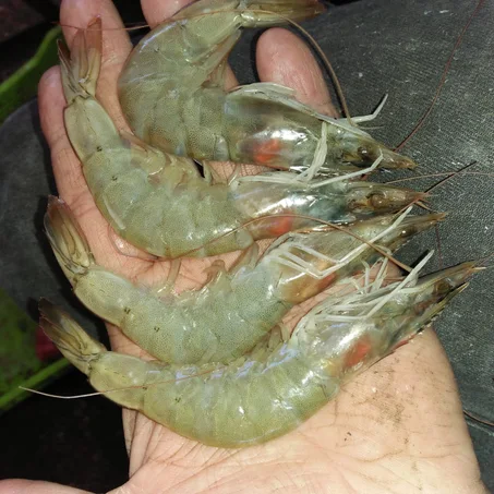 Crevette Gris كروفيت