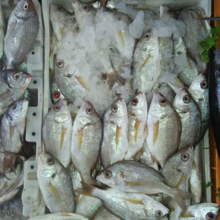 شوفريت أو الشخار