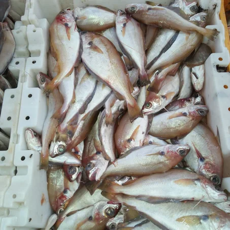 faux merlan فومرلان