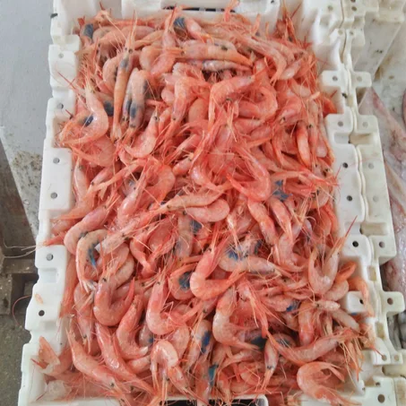 Crevette rouge  كروفيت احمر