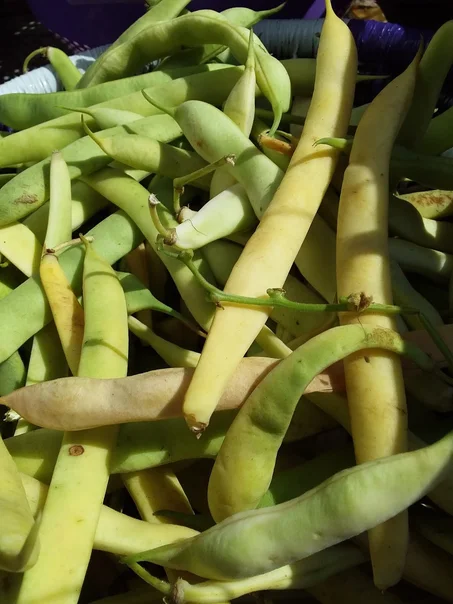 لوبيا قريني