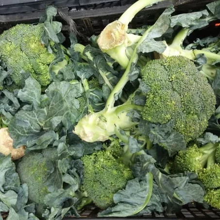 Brocoli بروكولي