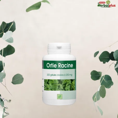 نبات القراص                                                                                                                     ORTIE RACINE