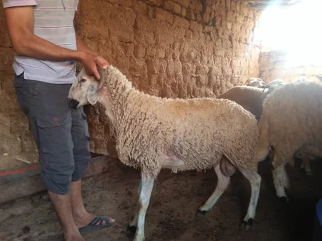 خرفان للبيح سنين الحليب