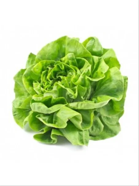 LAITUE - الخس