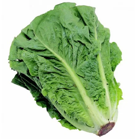1 Und - Lechuga Romana