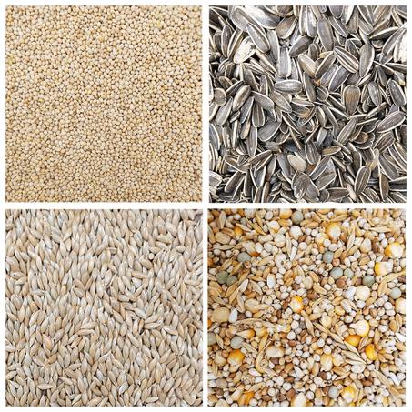 طعام طيور الزينة