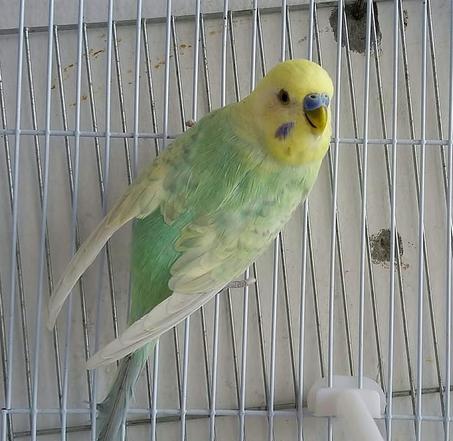 تركيبات رينبو