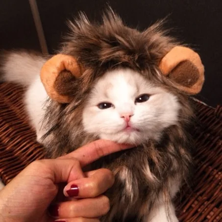 Lion hair for pets and cats