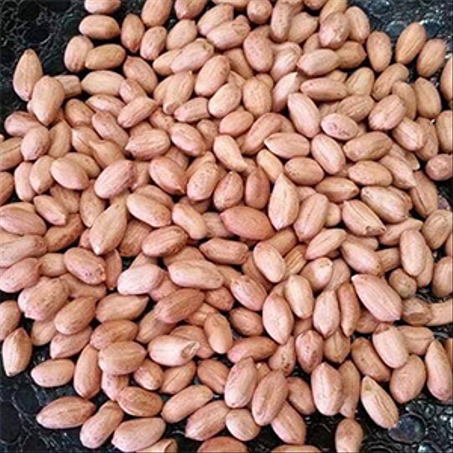 سوداني مقشر مملح