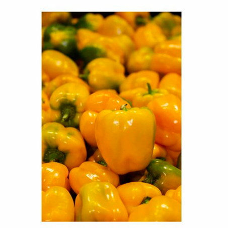 فلفل رومي أصفر