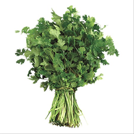 كزبرة خضراء