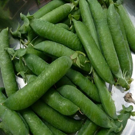 Petit_pois - جلبانة