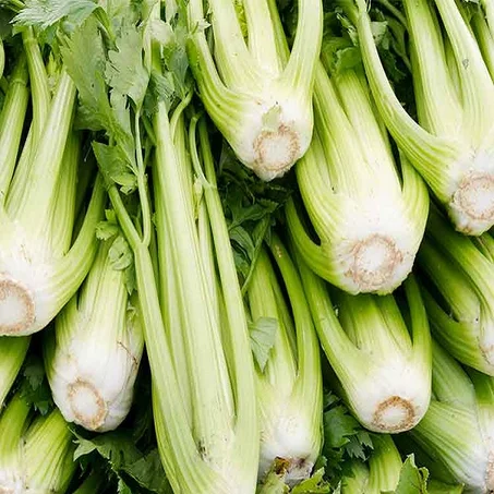 Céleri_branche - كرافس