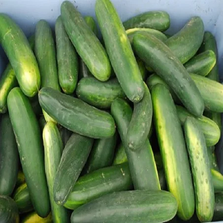 Concombre - خيار